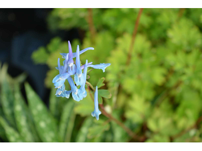Corydalis elata