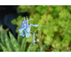 Corydalis elata Spinners