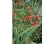 Crocosmia paniculata Emberglow