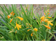Crocosmia paniculata George Davidson