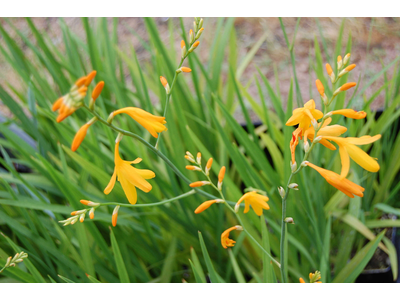 Crocosmia paniculata