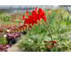 Crocosmia paniculata Lucifer