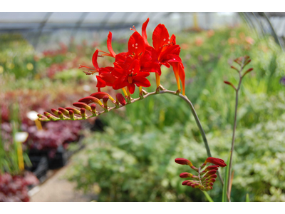 Crocosmia paniculata