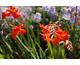 Crocosmia paniculata Twilight Fairy Crimson ®