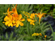 Crocosmia paniculata Paul's Best Yellow