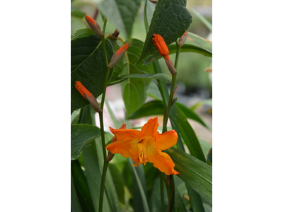 Crocosmia paniculata