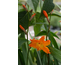 Crocosmia paniculata
