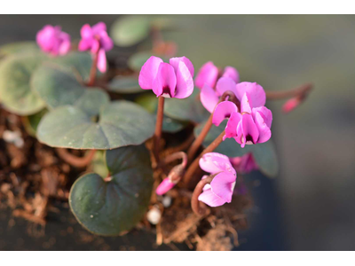 Cyclamen coum