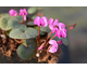 Cyclamen coum Rubrum