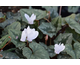 Cyclamen coum Album