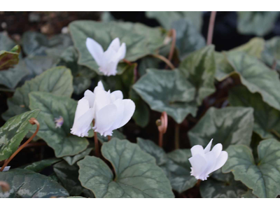 Cyclamen coum