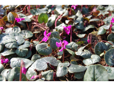Cyclamen coum 