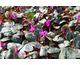 Cyclamen coum  Dark Rose
