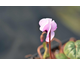 Cyclamen coum Pink