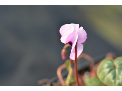 Cyclamen coum