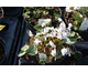 Cyclamen hederifolium Amaze Me White