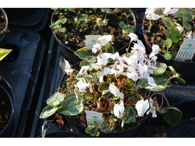 Cyclamen hederifolium