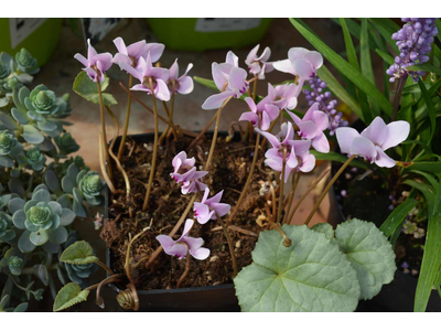 Cyclamen hederifolium