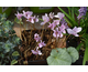 Cyclamen hederifolium Nettleton Silver