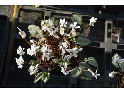 Cyclamen hederifolium