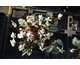 Cyclamen hederifolium Silver Leaf Album