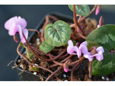 Cyclamen hederifolium