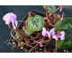 Cyclamen hederifolium