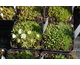 Delosperma congestum f. album White Nugget