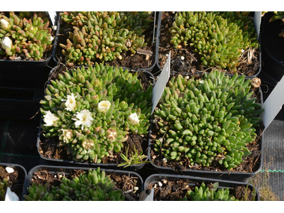 Delosperma congestum f. album