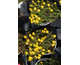 Delosperma cooperi Royal Ranger Yellow