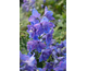 Delphinium Delphinity Blue