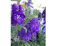 Delphinium  M.F. Dark Blue white bee