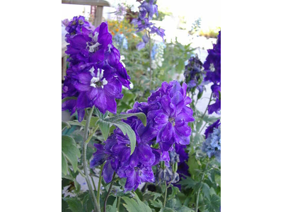 Delphinium 