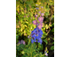 Delphinium elatum New Millennium Dwarf Stars