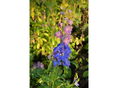 Delphinium elatum