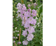 Delphinium elatum New Millennium Pink Blush