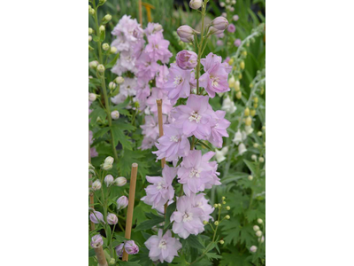 Delphinium elatum