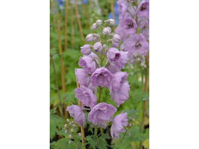 Delphinium elatum