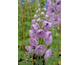 Delphinium elatum New Millennium Pink Punch