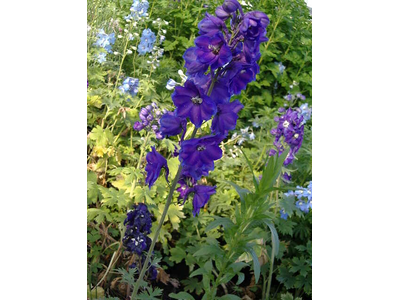 Delphinium 