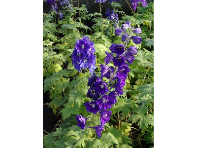 Delphinium