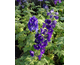 Delphinium Pacific Premium King Arthur