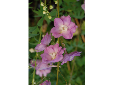 Delphinium 
