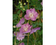 Delphinium  Pacific Premium Astolat
