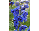 Delphinium