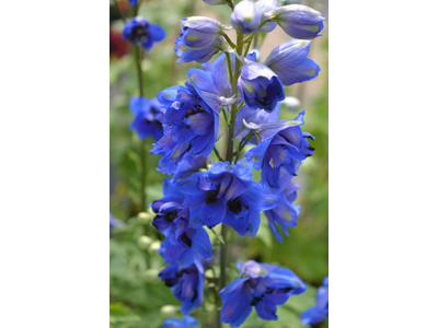 Delphinium
