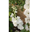 Delphinium  Pacific Premium Galahad