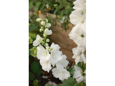 Delphinium 