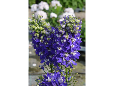 Delphinium
