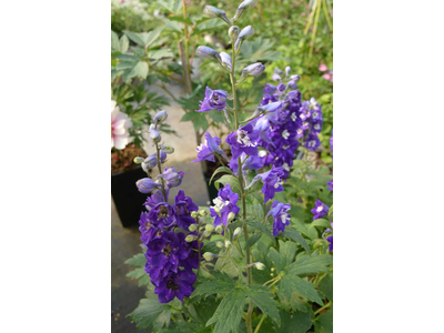 Delphinium